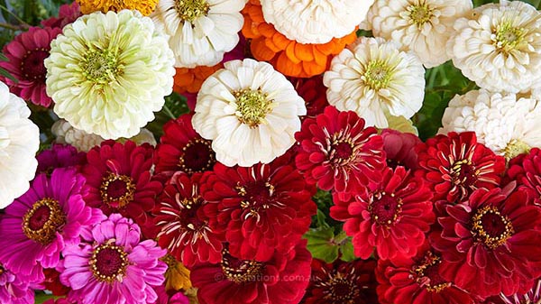 Excitations Australia header image for online store. Bunch of Zinnia flowers from above, very colourful