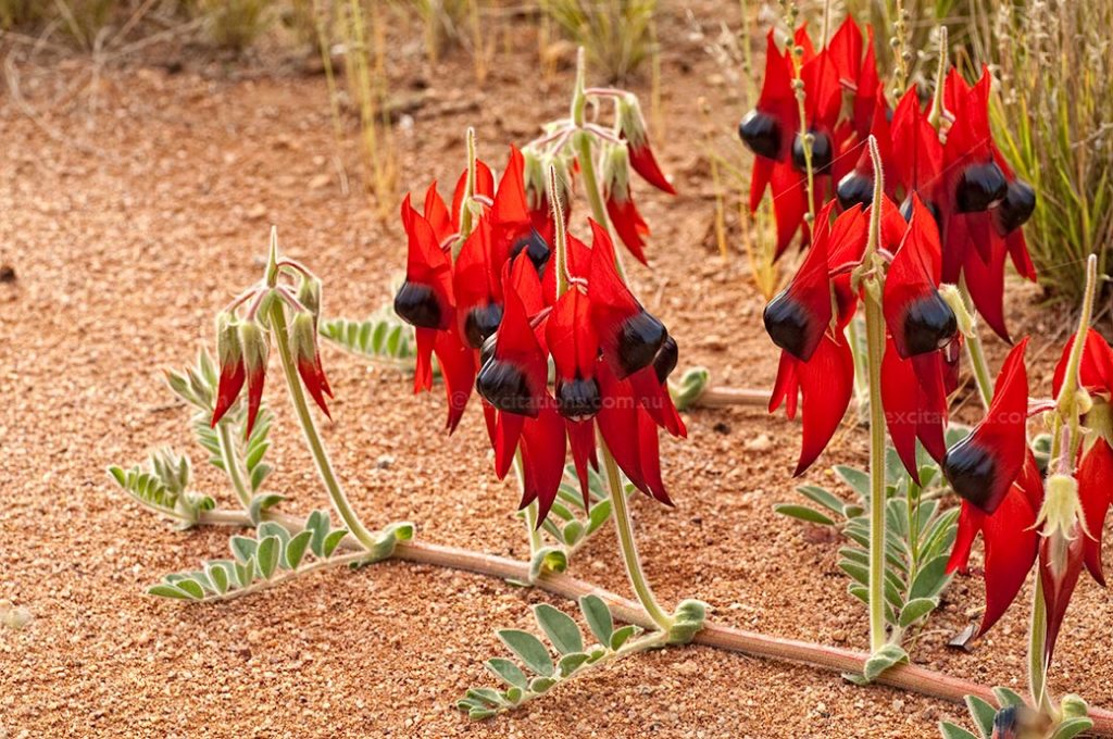 Spectacular red flowering, desert living Sturt's Desert Pea or Ngooringa photographed in a sandy location.