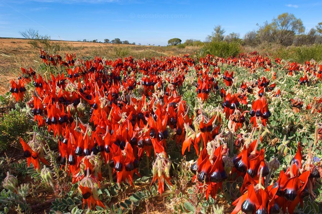 Masses of Sturt's Desert Pea, Swainsona formosa flowering near broken Hill, NSW Australia.