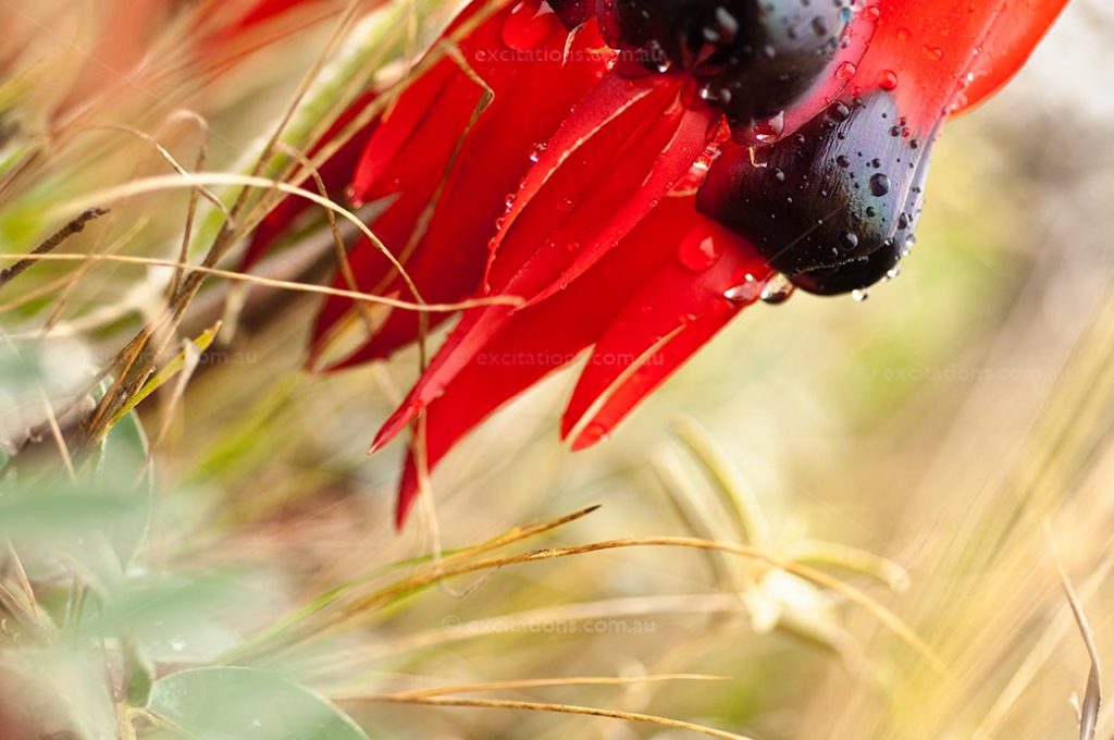 A creatively cropped photo of a Sturt's Desert Pea with rain drops on it.