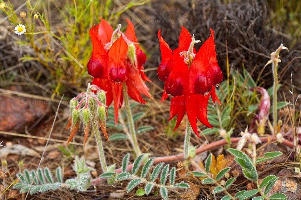 Sturt's Desert Pea, Swainsona formosa or the indigenous name Ngoooringa, spectacular red flowering desert plant, this one with ruby red centre.