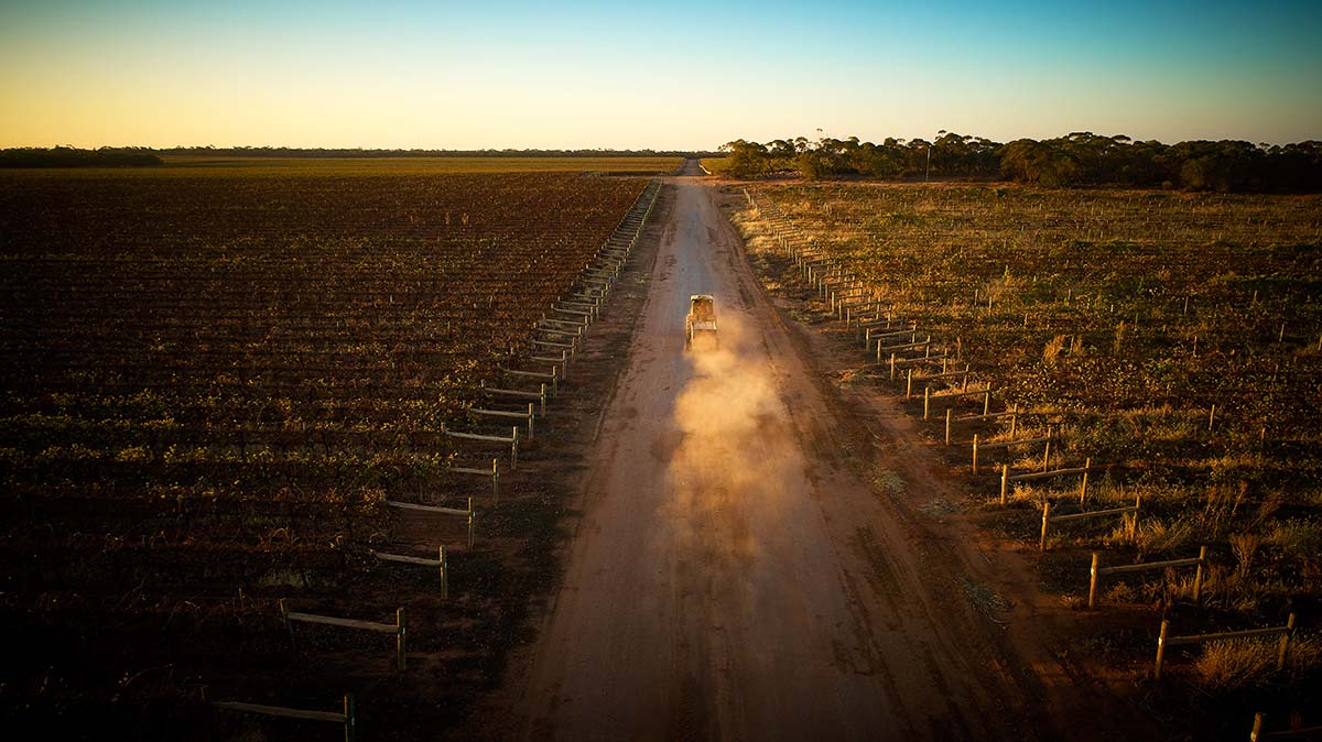 Tractor making dust late afternoon in vineyard during vintage. Place holder photo for Excitations.au
