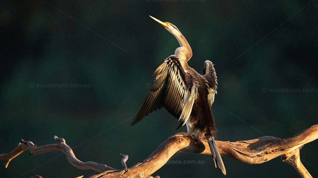 Closeup stock photo of an Australasian Darter drying its wings with first rays of morning sunshine lighting the wings and log it is sitting on, dark background, dramatic pict by excitations.au
